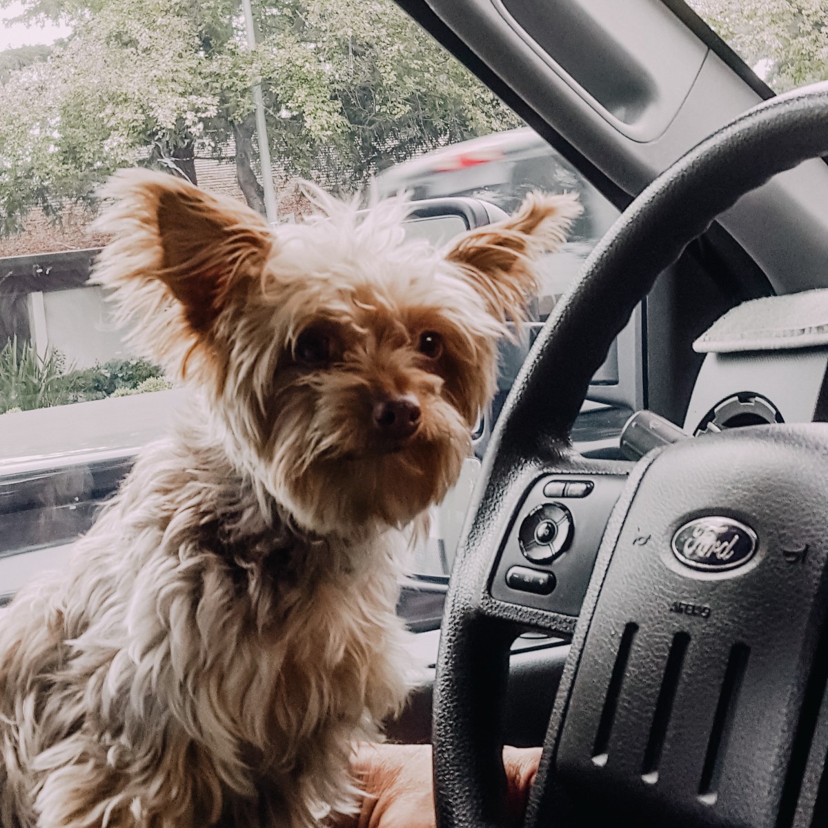 Purchasing a Used Car&nbsp;101